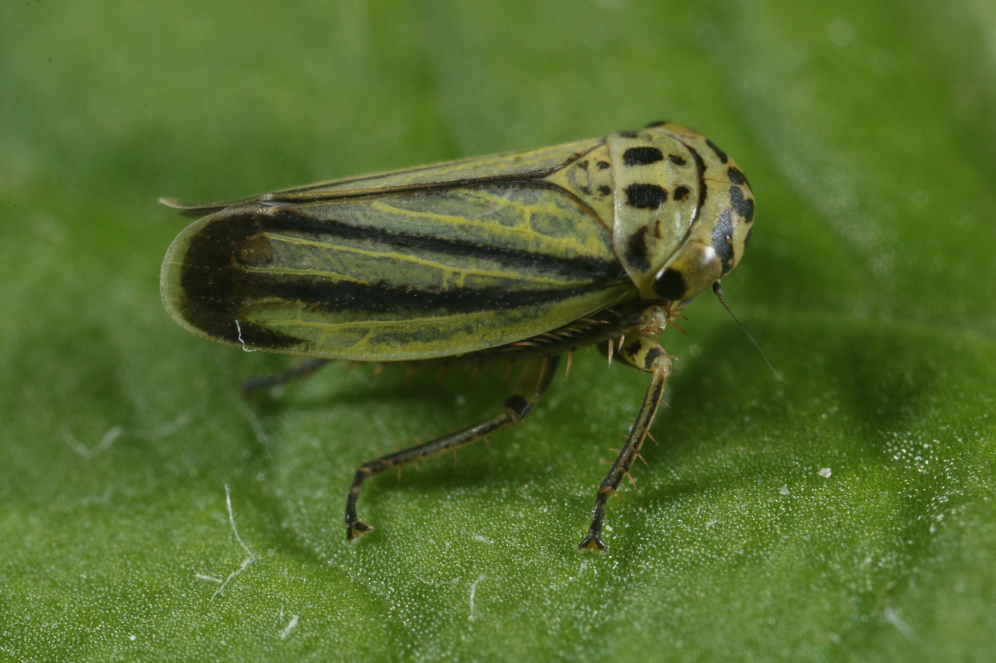 Plancia ëd Handianus (Pycnoides) flavovarius Herrich-Schaeffer 1835