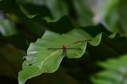 Image of Lyriothemis elegantissima Selys 1883