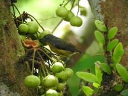 Image of Yellow-rumped Flowerpecker