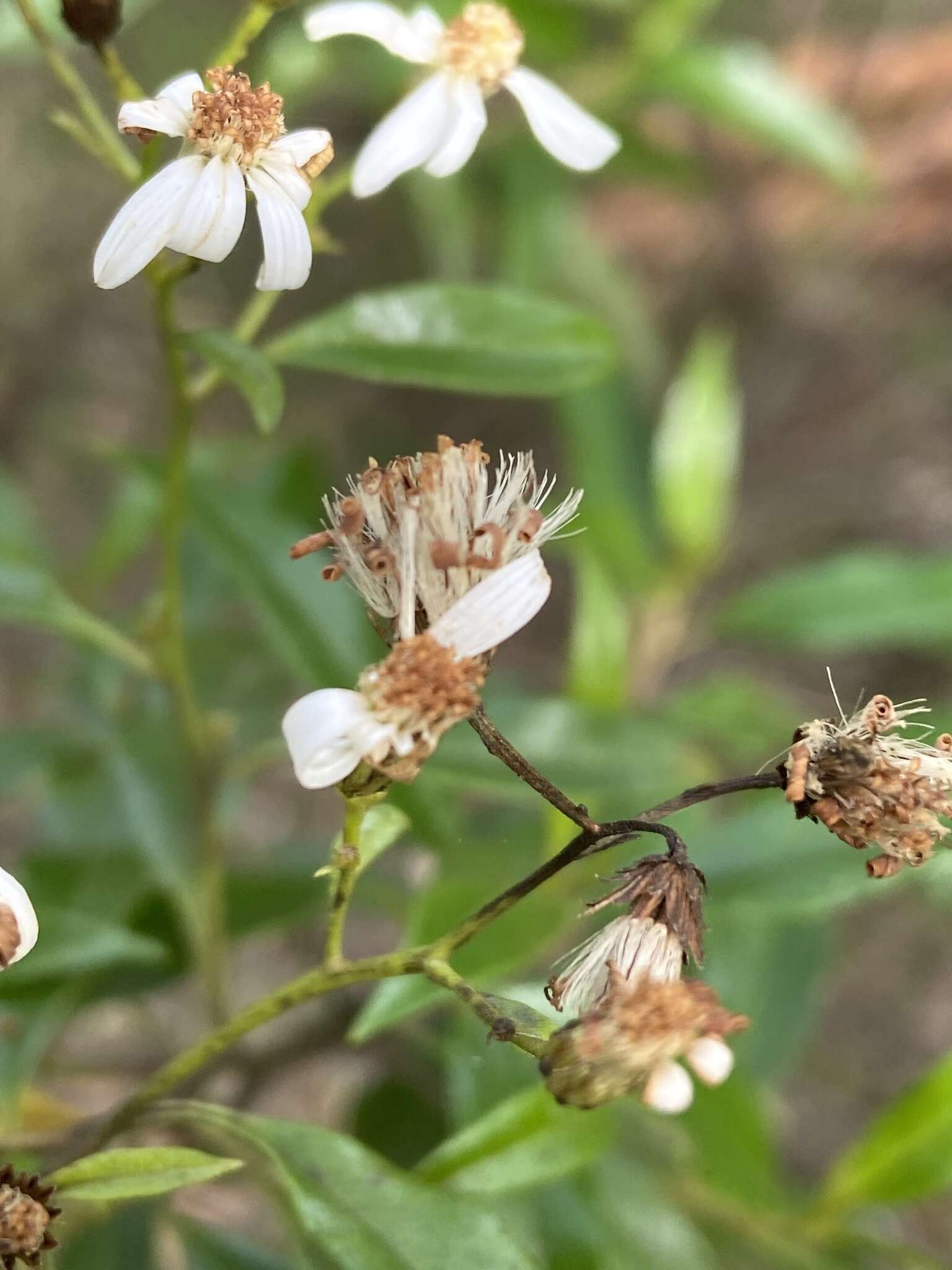 Image of Sticky daisy bush