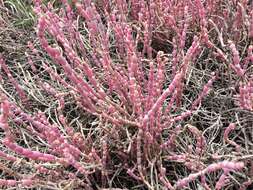 Sivun Salicornia decumbens (Toelken) Piirainen & G. Kadereit kuva