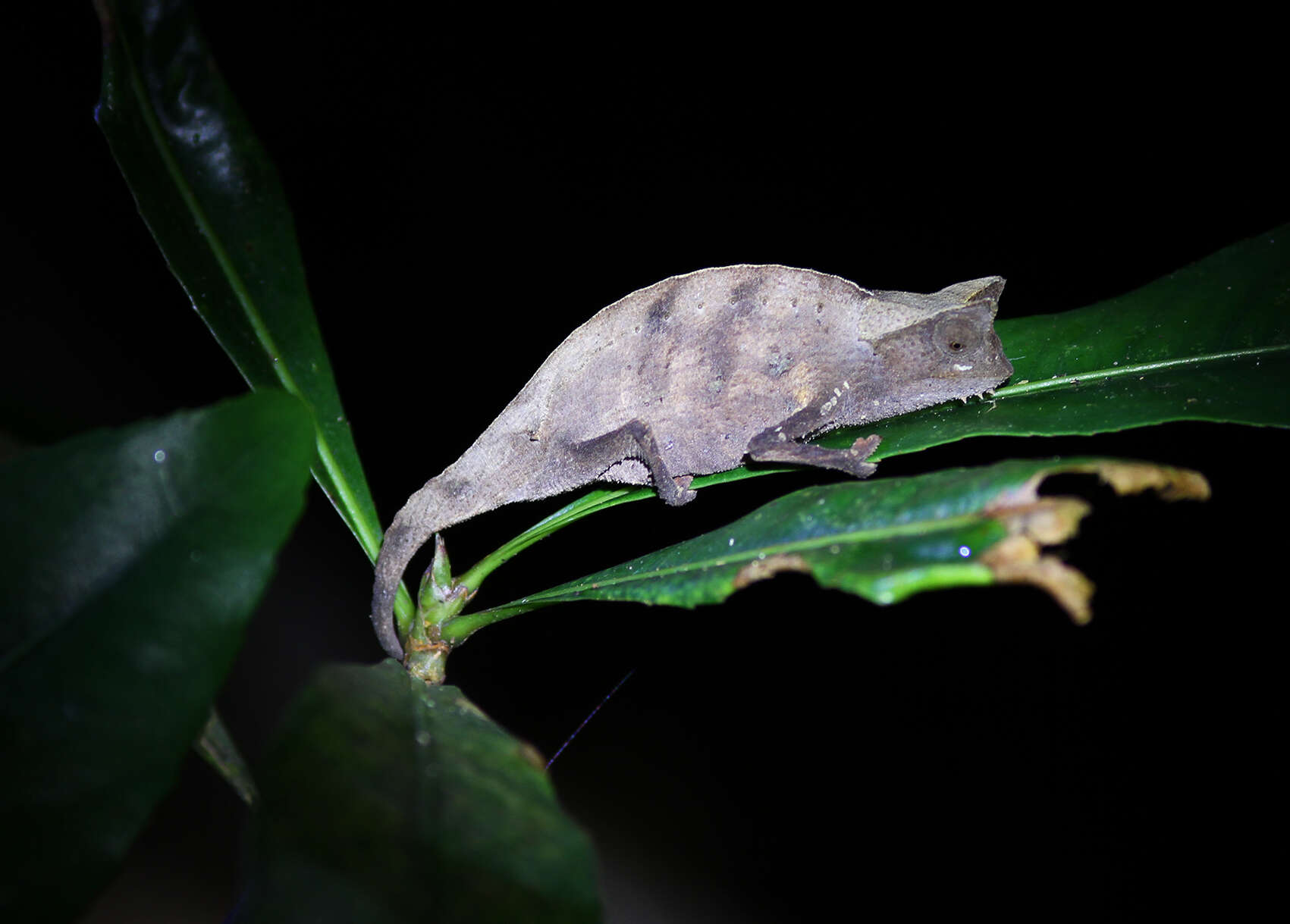 Image of Brown Leaf Chameleon