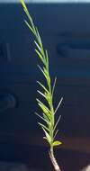 صورة Wahlenbergia abyssinica (Hochst. ex A. Rich.) Thulin