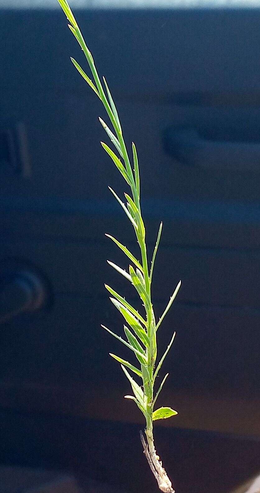 صورة Wahlenbergia abyssinica (Hochst. ex A. Rich.) Thulin