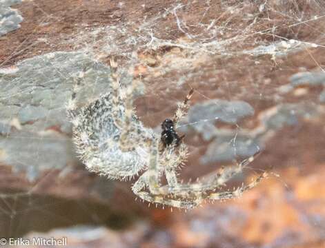 Image of Barn orb-weaver