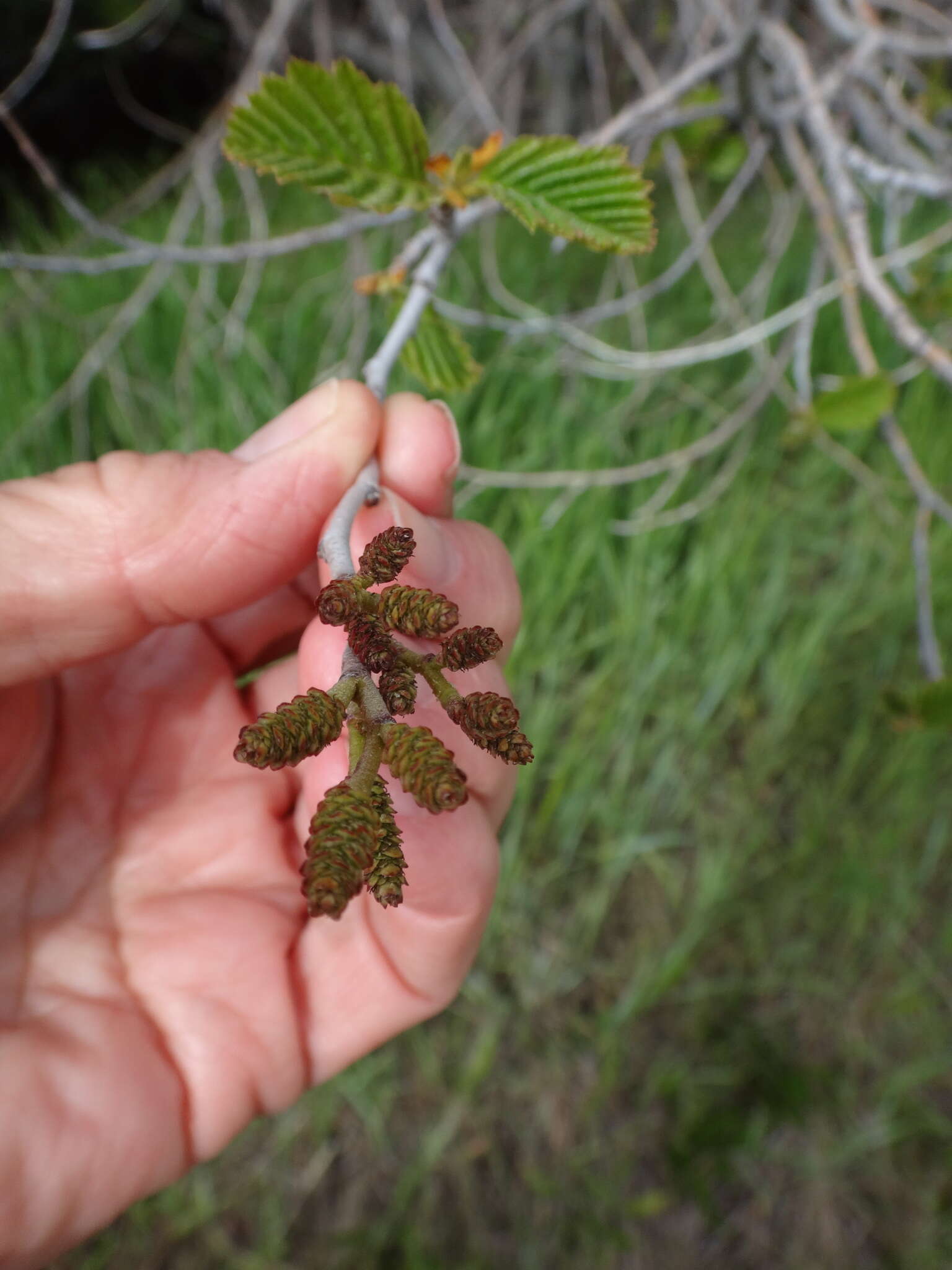 Image of thinleaf alder