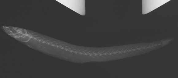 Image of <i>Gobitrichinotus radiocularis</i> Fowler 1943