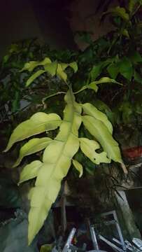 Image of climbing cactus