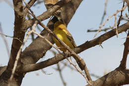 Image of Sudan Golden Sparrow