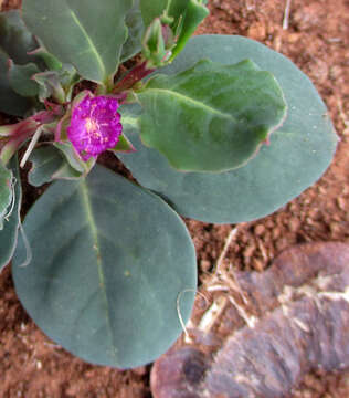 Image of Corbichonia decumbens (Forsk.) Exell