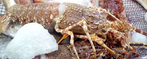 Image of Pink Spiny Lobster