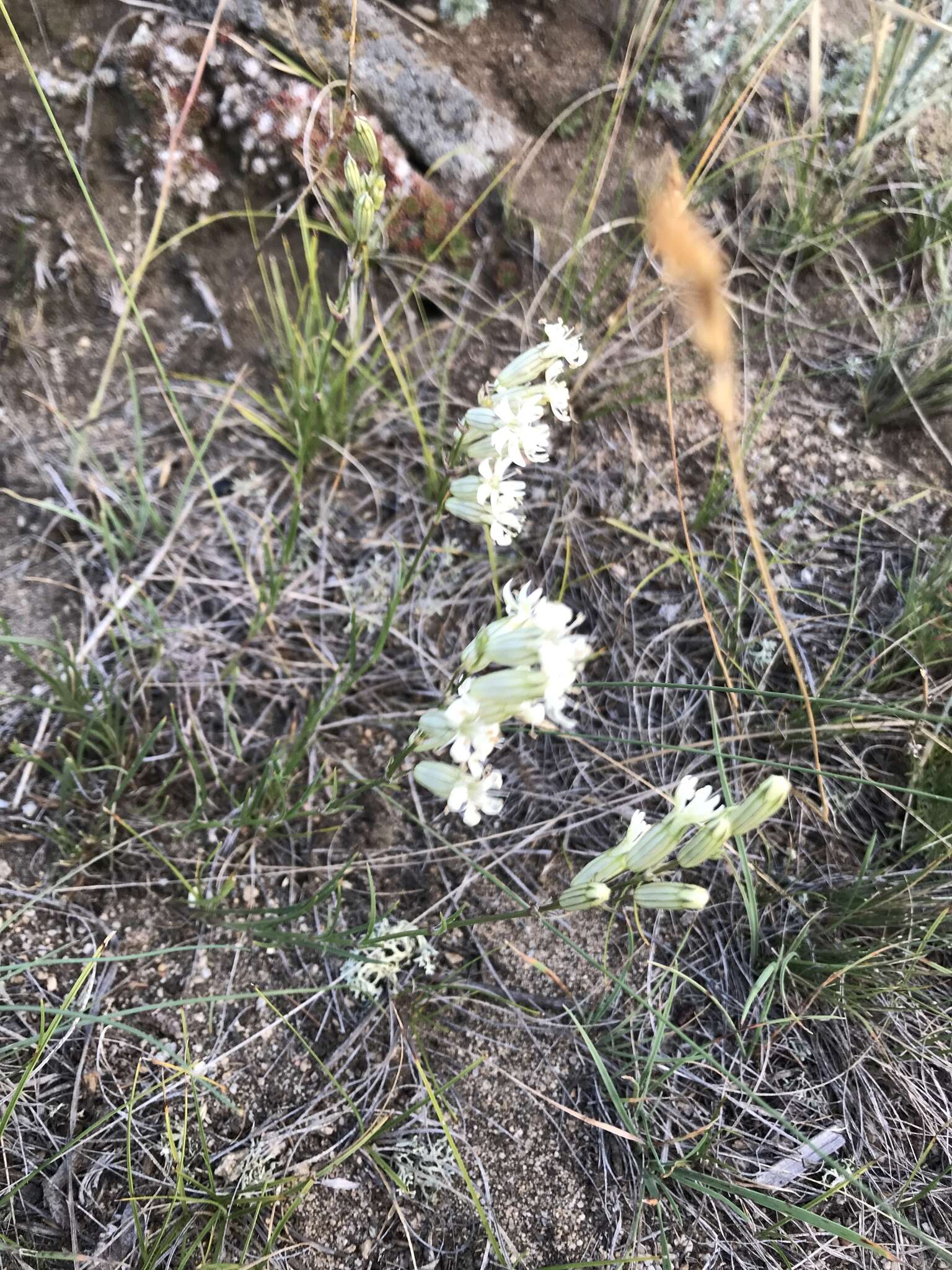 Image of <i>Silene jeniseensis</i>