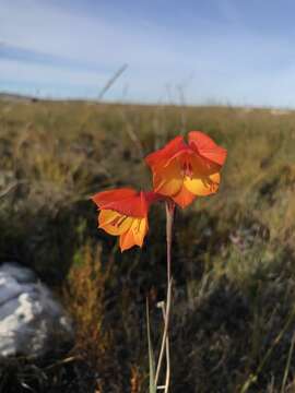 Image of Watsonia humilis Mill.