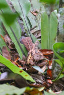 Image of Collared Nightjar