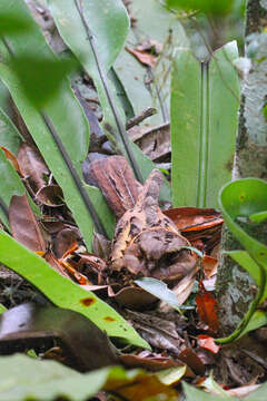 Image of Gactornis Han, Robbins & Braun 2010