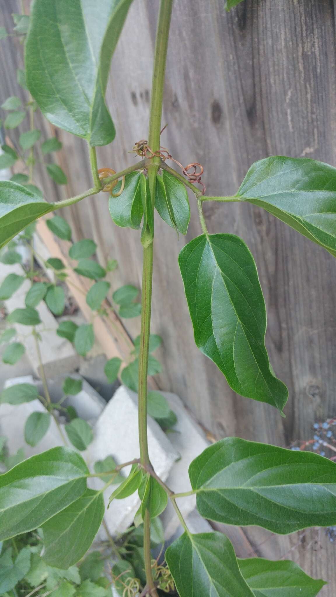 Image of Mexican blood-trumpet