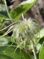 Image of Erect silky leather-flower