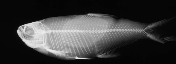 Image of Tetra