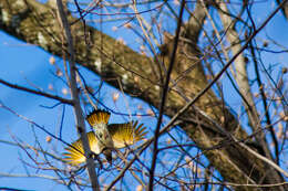 Image of Yellow-shafted Northern Flicker