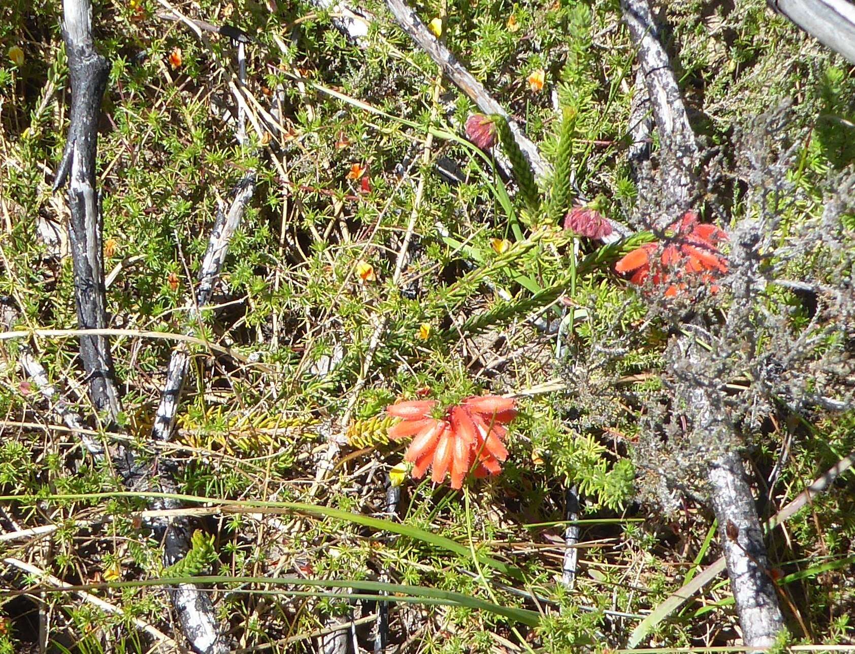 Image of <i>Erica <i>cerinthoides</i></i> subsp. cerinthoides