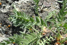 Image de Oxytropis evenorum Jurtzev & A. P. Khokhr.