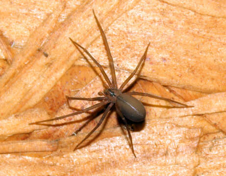 Image of Brown Recluse