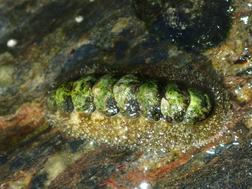 Image of Ischnochitonina