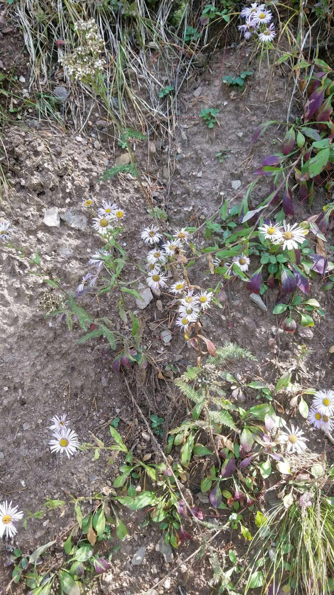 Image of aspen fleabane