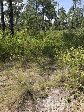 Vaccinium crassifolium Andr. resmi