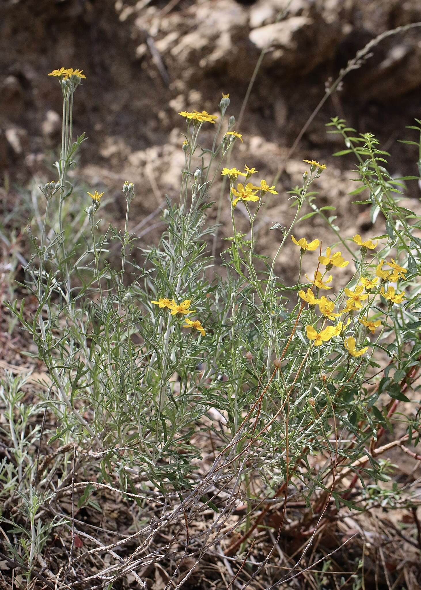 Image of Jepson's woolly sunflower