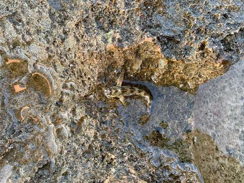 Image de Coryphoblennius