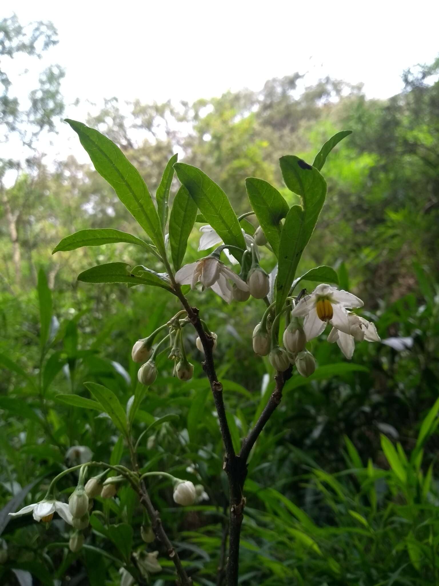 Solanum compressum L. B. Smith & Downs resmi