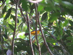 Image of White-winged Shrike-Tanager