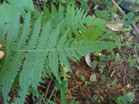 Parathelypteris japonica (Bak.) Ching的圖片