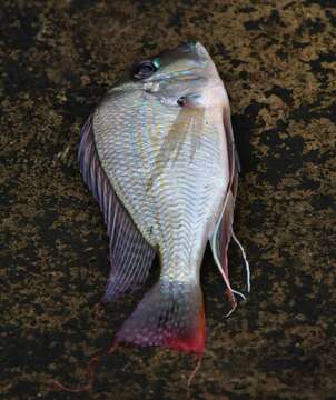 Image of Eartheater cichlid