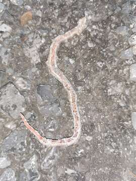 Image of Striped Kukri Snake