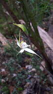 Image of Caladenia rigida R. S. Rogers