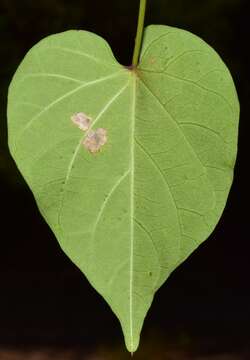 Image of Ipomoea pedicellaris Benth.