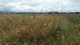 Image of Persicaria lapathifolia subsp. lapathifolia