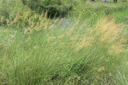 Image of sandysoil Indiangrass