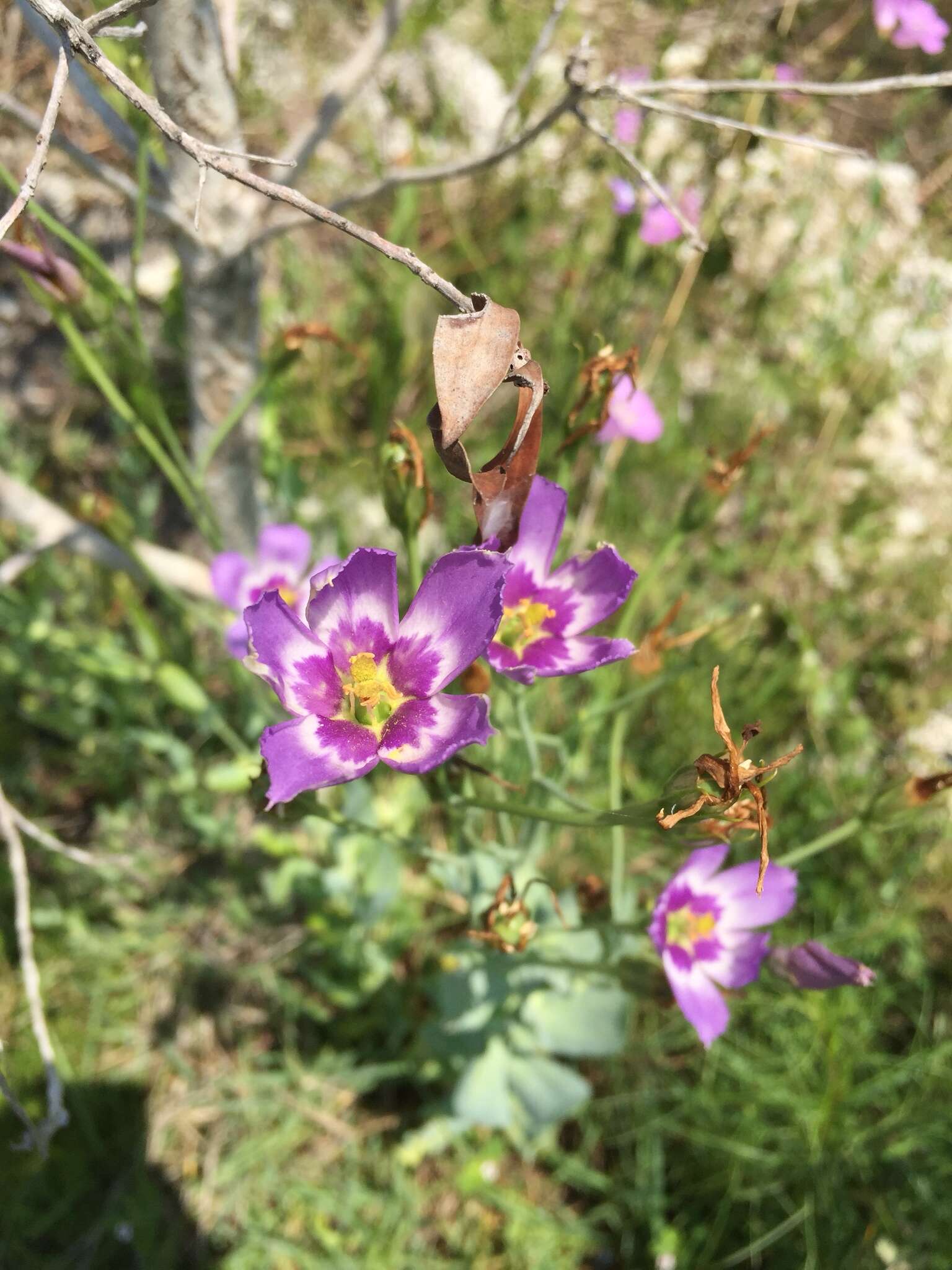 Sivun Eustoma kuva