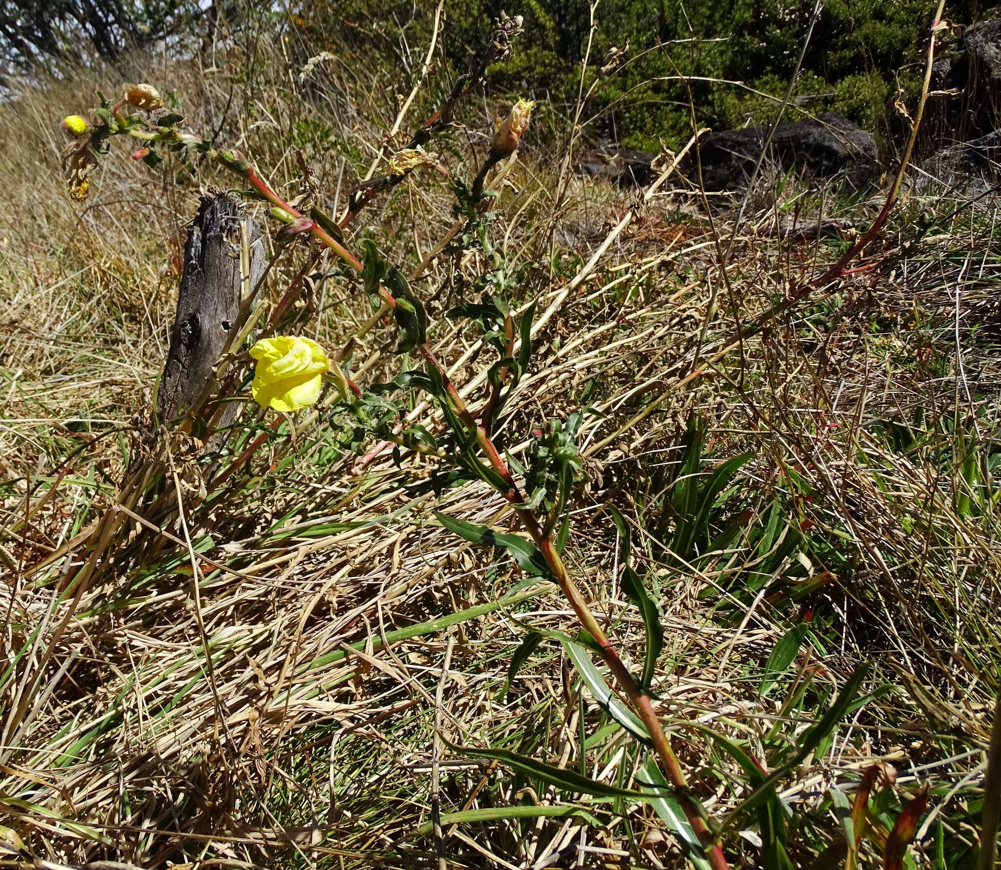 Imagem de Oenothera stricta Link