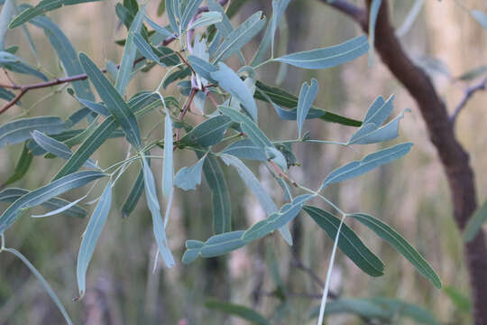 Image of Atalaya hemiglauca F. Müll. ex Benth.