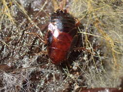 Plancia ëd Parcoblatta americana (Scudder 1900)