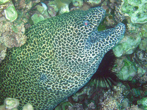 Image of honeycomb moray