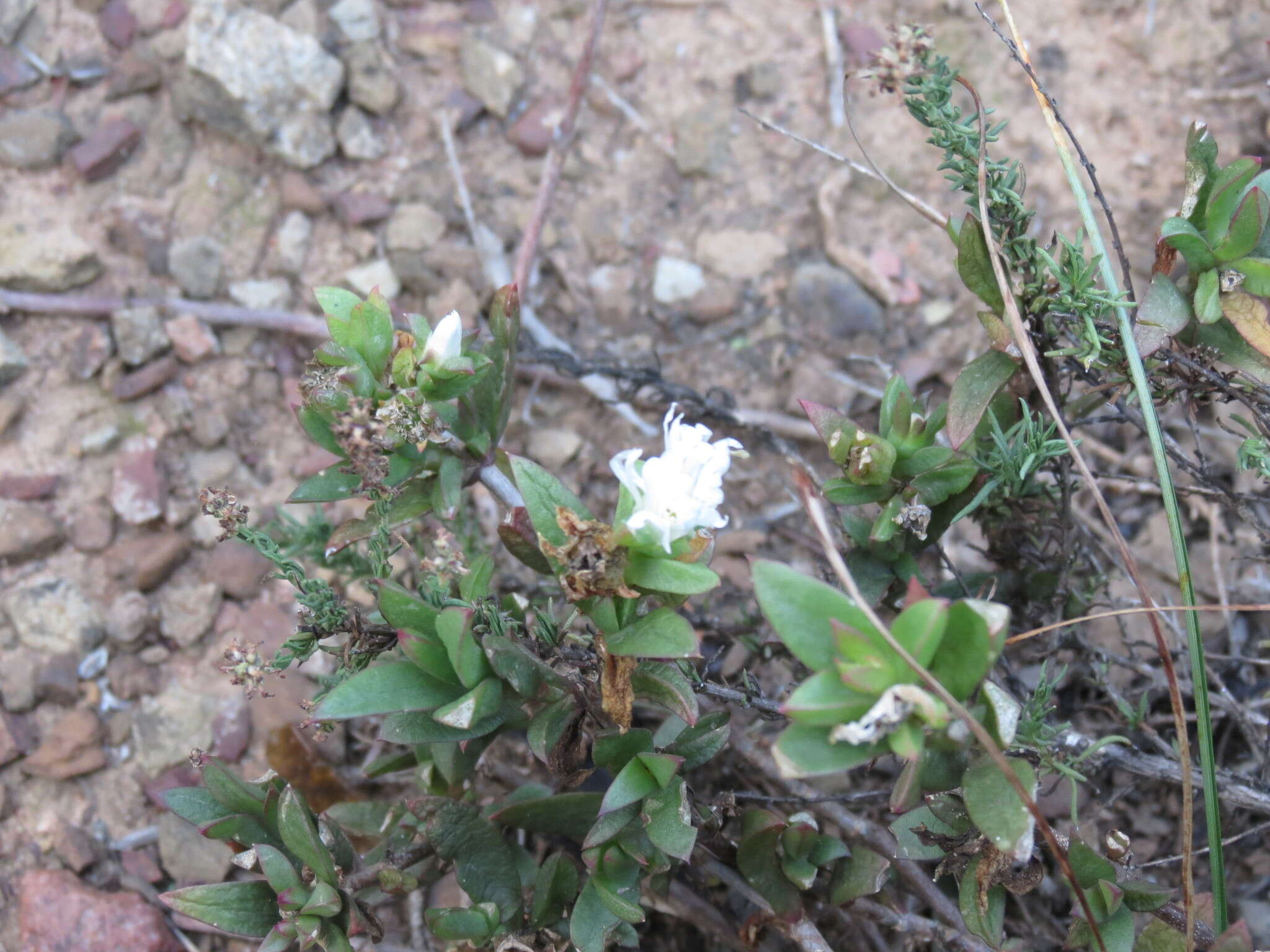 Image of Delosperma uitenhagense L. Bol.