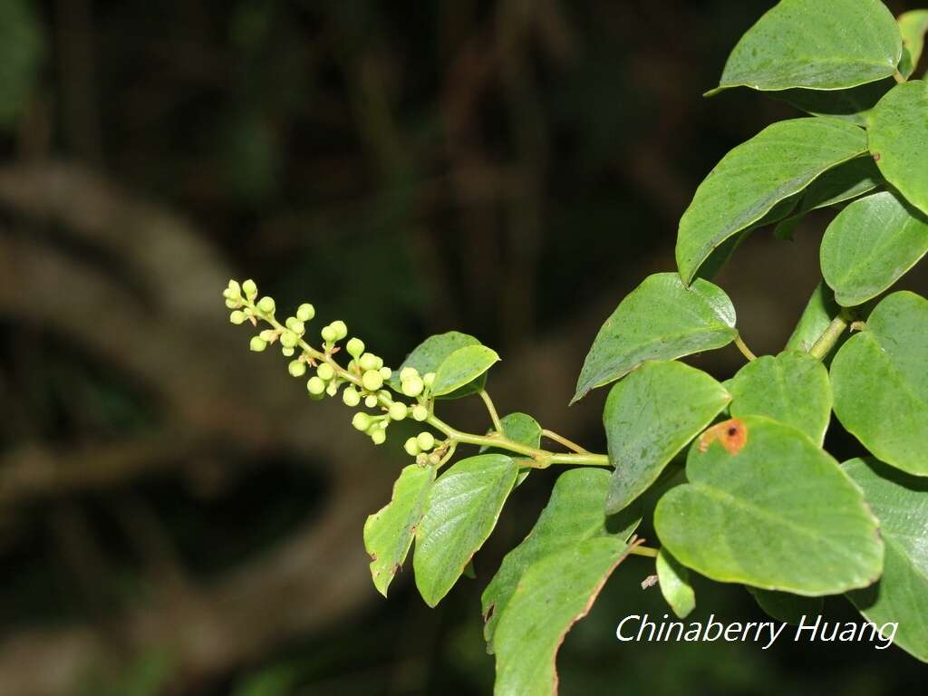 Sivun Berchemia formosana C. K. Schneid. kuva