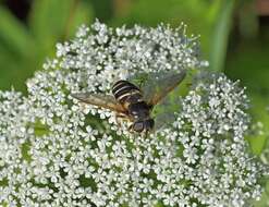 Image of Sericomyia nigra Portschinsky 1873