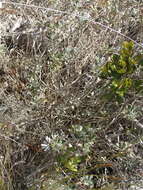 Image of Berkheya coriacea Harv.