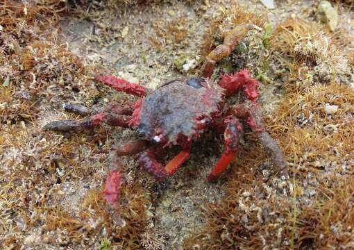 Image of Schizophrys rufescens Griffin & Tranter 1986